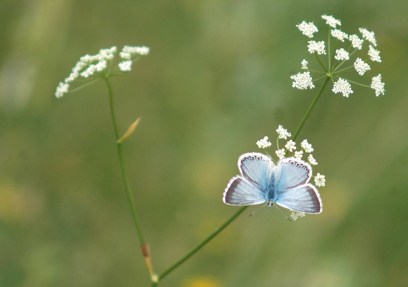 Quale Polyommatus?